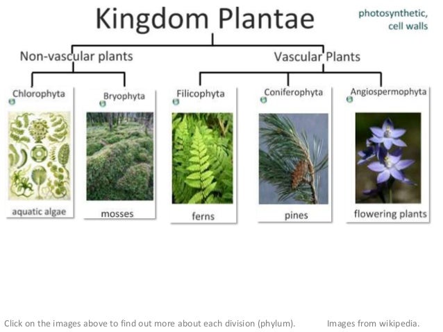 classification ib biology plant classification chart