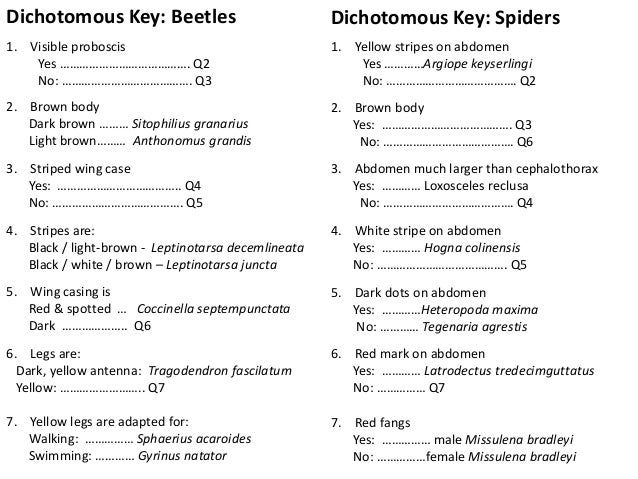 Printables Dichotomous Key Worksheets images of shark dichotomous key worksheet answers for photo album worksheet