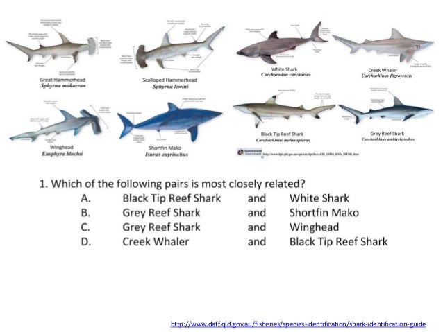 Classification IB Biology