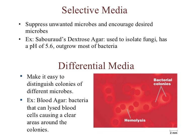 Complex media microbiology image