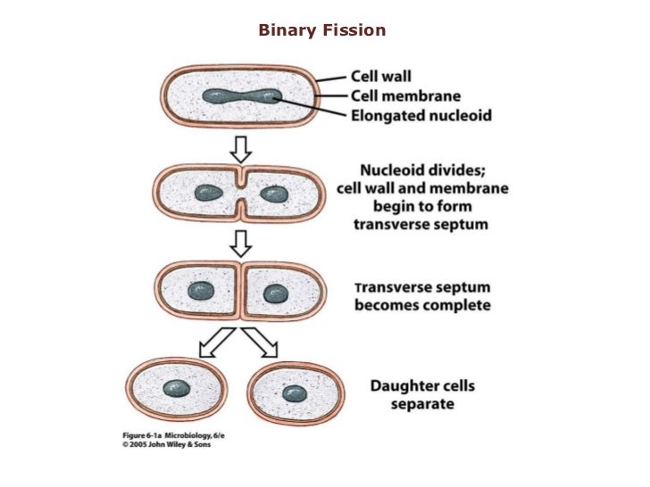 5 6 microbial nutrition & growth