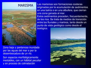 MARISMA

Las marismas son formaciones costeras
originadas por la acumulación de sedimentos
en una bahía o en una albufera, que cierran
una zona ganada al mar.
Estos sedimentos proceden, frecuentemente,
de los ríos. Se trata de medios de transición
entre los fluviales y marinos, tanto desde un
punto de vista geológico como desde el
biológico.

Zona baja y pantanosa inundada
por las aguas del mar o por la
desembocadura de un río.
Son espacios morfológicamente
inestables, con un hábitat peculiar
y en proceso de colmatación

 