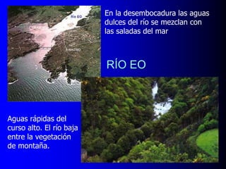 En la desembocadura las aguas
dulces del río se mezclan con
las saladas del mar

RÍO EO

Aguas rápidas del
curso alto. El río baja
entre la vegetación
de montaña.

RÍO EO

 