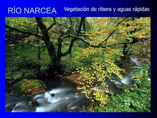 RÍO NARCEA

Vegetación de ribera y aguas rápidas

 