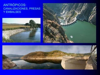 ANTRÓPICOS:
CANALIZACIONES, PRESAS
Y EMBALSES

 