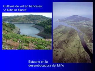 Cultivos de vid en bancales:
“A Ribeira Sacra”

Estuario en la
desembocadura del Miño

 