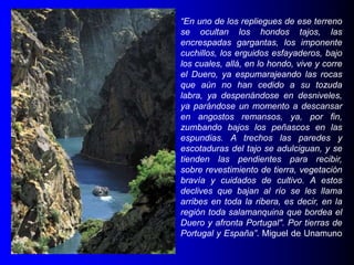 “En uno de los repliegues de ese terreno
se ocultan los hondos tajos, las
encrespadas gargantas, los imponente
cuchillos, los erguidos esfayaderos, bajo
los cuales, allá, en lo hondo, vive y corre
el Duero, ya espumarajeando las rocas
que aún no han cedido a su tozuda
labra, ya despenándose en desniveles,
ya parándose un momento a descansar
en angostos remansos, ya, por fin,
zumbando bajos los peñascos en las
espundias. A trechos las paredes y
escotaduras del tajo se adulciguan, y se
tienden las pendientes para recibir,
sobre revestimiento de tierra, vegetación
bravía y cuidados de cultivo. A estos
declives que bajan al río se les llama
arribes en toda la ribera, es decir, en la
región toda salamanquina que bordea el
Duero y afronta Portugal". Por tierras de
Portugal y España”. Miguel de Unamuno

 