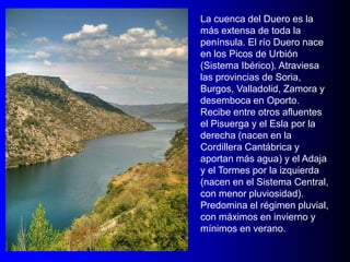 La cuenca del Duero es la
más extensa de toda la
península. El río Duero nace
en los Picos de Urbión
(Sistema Ibérico). Atraviesa
las provincias de Soria,
Burgos, Valladolid, Zamora y
desemboca en Oporto.
Recibe entre otros afluentes
el Pisuerga y el Esla por la
derecha (nacen en la
Cordillera Cantábrica y
aportan más agua) y el Adaja
y el Tormes por la izquierda
(nacen en el Sistema Central,
con menor pluviosidad).
Predomina el régimen pluvial,
con máximos en invierno y
mínimos en verano.

 