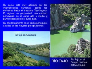 Su curso está muy alterado por las
intervenciones humanas: desde los
embalses hasta el trasvase Tajo-Segura.
El régimen es pluvio-nival, con máximo
primaveral, en el curso alto y medio y
pluvial oceánico en el curso bajo.
Su caudal aumenta en el tramo portugués,
a causa de las mayores precipitaciones.

El Tajo en Alcántara

RÍO TAJO

Río Tajo en el
Parque nacional
del Monfragüe

 