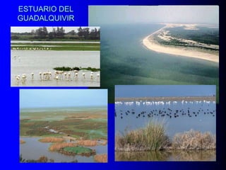 ESTUARIO DEL
GUADALQUIVIR

 