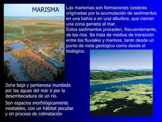 Zona baja y pantanosa inundada por las aguas del mar o por la desembocadura de un río.  Son espacios morfológicamente inestables, con un hábitat peculiar y en proceso de colmatación   Las marismas son formaciones costeras originadas por la acumulación de sedimentos en una bahía o en una albufera, que cierran una zona ganada al mar.  Estos sedimentos proceden, frecuentemente, de los ríos. Se trata de medios de transición entre los fluviales y marinos, tanto desde un punto de vista geológico como desde el biológico. MARISMA   