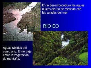 R Í O EO RÍO EO En la desembocadura las aguas dulces del río se mezclan con las saladas del mar Aguas rápidas del curso alto. El río baja entre la vegetación de montaña. 
