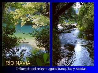 RÍO NAVIA Influencia del relieve: aguas tranquilas y rápidas 