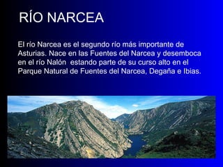 RÍO NARCEA El río Narcea es el segundo río más importante de Asturias. Nace en las Fuentes del Narcea y desemboca en el río Nalón  estando parte de su curso alto en el Parque Natural de Fuentes del Narcea, Degaña e Ibias. 