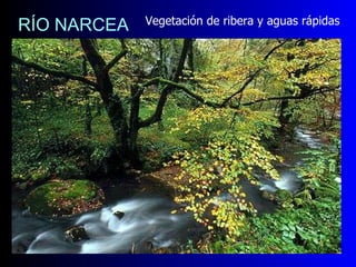 RÍO NARCEA Vegetación de ribera y aguas rápidas 