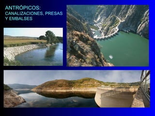 ANTRÓPICOS: CANALIZACIONES, PRESAS Y EMBALSES 