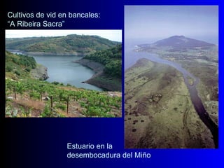 Cultivos de vid en bancales:  “ A Ribeira Sacra ” Estuario en la desembocadura del Miño 