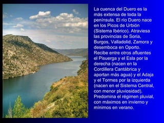 La cuenca del Duero es la más extensa de toda la península. El río Duero nace en los Picos de Urbión (Sistema Ibérico). Atraviesa las provincias de Soria, Burgos, Valladolid, Zamora y desemboca en Oporto. Recibe entre otros afluentes el Pisuerga y el Esla por la derecha (nacen en la Cordillera Cantábrica y aportan más agua) y el Adaja y el Tormes por la izquierda (nacen en el Sistema Central, con menor pluviosidad). Predomina el régimen pluvial, con máximos en invierno y mínimos en verano. 