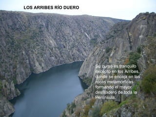 L O S ARRIBES RÍO DUERO   Su curso es tranquilo excepto en los Arribes, donde se encaja en las rocas metamórficas formando el mayor desfiladero de toda la Península. 