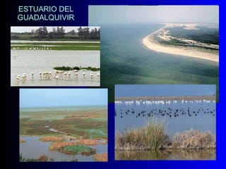 ESTUARIO DEL GUADALQUIVIR 