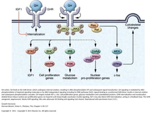 Comprehensive Overview of Growth and Puberty Regulation in Pediatrics ...