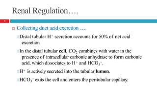 Renal Regulation….
 Collecting duct acid excretion ….
🞑 Distal tubular H+ secretion accounts for 50% of net acid
excretion
🞑 In the distal tubular cell, CO2 combines with water in the
presence of intracellular carbonic anhydrase to form carbonic
acid, which dissociates to H+ and HCO3
−.
🞑 H+ is actively secreted into the tubular lumen.
🞑 HCO3
− exits the cell and enters the peritubular capillary.
11
 