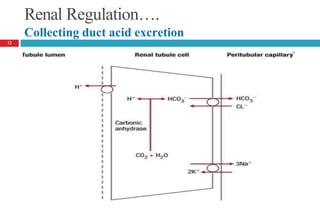 Renal Regulation….
Collecting duct acid excretion
12
 