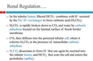 Renal Regulation….
 In the tubular lumen, filtered HCO - combines with H+ secreted
3
by the Na+/H+-exchanger to form carbonic acid (H2CO3).
 H2CO3 is rapidly broken down to CO2 and water by carbonic
anhydrase located on the luminal surface of brush border
membrane.
 CO2 then diffuses into the proximal tubular cell, where it
reforms H2CO3 in the presence of intracellular carbonic
anhydrase.
 H2CO3 dissociates to form H+ that can again be secreted into
3
the tubular lumen, and HCO - that exits the cell and enters the
peritubular capillary.
8
 