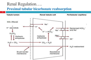 9
Renal Regulation….
Proximal tubular bicarbonate reabsorption
 