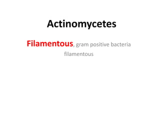 Actinomycetes
Filamentous, gram positive bacteria
filamentous
 