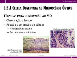 Capítulo
                      5                                               A descoberta da célula


    5.2 A CÉLULA OBSERVADA AO MICROSCÓPIO ÓPTICO
    TÉCNICAS PARA OBSERVAÇÃO AO MO
    • Observação a fresco
    • Fixação e coloração de células
          – Hematoxilina-eosina                         Células do epitélio bucal (HE)

          – Fucsina, prata, toluidina...




          Epitélio pavimentoso
             estratificado (HE)
Biologia – 1º ano Ens. Médio               1º Período                   Profa. Rebeca Vale
 