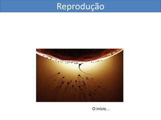 Reprodução




       O início…
 