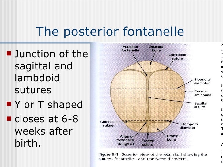 5.Anatomic Characteristics Of The Fetal Head And Maternal