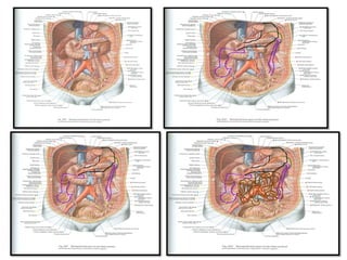 Dunderm 5- ANATOMY OF SMALL INTESTINE.pdf