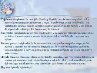 Tejido cartilaginoso: Es un tejido blando y flexible que forma el esqueleto de los peces elasmobranquios (tiburones y rayas) y embriones de los vertebrados. En vertebrados adultos, son las superficies de articulación de los huesos y los anillos de soporte de la laringe, los bronquios y la tráquea.Sus células características son (los condrocitos) y la sustancia intercelular, tiene fibras proteicas inmersas en una sustancia fundamental semisólida, da consistencia al tejido.Forman grupos, originados de la misma célula, que quedan atrapados en pequeños huecos o lagunas por la sustancia intercelular. El tejido cartilaginoso carece de vasos sanguíneos y nervios, por lo que su nutrición depende del tejido conjuntivo más cercano..Tejido óseo: Es el más resistente de los tejidos conectivos en vertebrados debido a su sustancia intercelular está mineralizada por sales de calcio, se desarrollan a partir del cartílago embrionario al que sustituyen, para formar el esqueleto adulto.Hay dos tipos de tejido óseo: