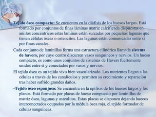 Tejido óseo compacto: Se encuentra en la diáfisis de los huesos largos. Está formado por conjuntos de finas láminas matriz calcificada dispuestas en anillos concéntricos estas laminas están surcadas por pequeñas lagunas que tienen células óseas o osteocitos. Las lagunas están comunicadas entre sí por finos canales.Cada conjunto de laminillas forma una estructura cilíndrica llamada sistema de havers, por cuyo centro discurren vasos sanguíneos y nervios. Un hueso compacto, es como unos conjuntos de sistemas de Havers fuertemente unidos entre sí y conectados por vasos y nervios.El tejido óseo es un tejido vivo bien vascularizado. Los nutrientes llegan a las células a través de los canalículos y permiten su crecimiento y reparación tras haber sufrido grandes daños.-Tejido óseo esponjoso: Se encuentra en la epífisis de los huesos largos y los planos. Está formado por placas de hueso compuesto por laminillas de matriz óseo, lagunas y osteolitos. Estas placas se disponen dejando huecos interconectados ocupados por la médula ósea roja, el tejido formador de células sanguíneas.