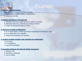 Examen1. Epitelios de revestimiento:       A. Se clasifican en función del número de capas.       B. Se clasifican en epitelios simples y estratigráficos.       C. Ambas son correctas 2. Epitelios glandulares, formados por:        A. Glándulas endocrinas, sustancias que se vierten a la sangre.        B. Glándulas endocrinas, sustancias que vierten al exterior.        C. Pueden encontrarse formados por cilios. 3. ¿Di qué es el tejido cartilaginoso?        A. Es un tejido blando y flexible que forma el esqueleto de los tiburones, rayas.B. Es un tejido típico de lo vegetales.C. Ambas de las anteriores son correctas. 4. ¿Cuál es el tejido conectivo más resistente en vertebrados?         A. Es el óseo.         B. El cartilaginoso.         C. Las dos son correctas. 5. Se pueden distinguir dos tipos de células musculares:        A. Estriada y lisa.        B. Aplanadas y poliédricas        C. Las son válidas