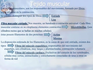 Tejido muscularLos tejidos musculares, son los responsables del movimiento, formado por fibras,especializadas en la contracción. Se pueden distinguir dos tipos de fibras:              EstriadaLisaFibra muscular estriada: Nos muestra, un bandeado o estriación universal. Cada fibramuscular contiene en su citoplasma elementos contráctiles               Microfribrillas, (soncilindros rectos que se hallan en muchas células).éstas poseen filamentos de dos proteínas:               ActinaMiosinaLa disposición ordenada de los filamentos, es la causa de que esté estriada, existen dostipos              Fibras del músculo esquelético: responsables del movimiento del   esqueleto, son cilíndricas, muy largas y plurinucleadas, contracción voluntariaFibras del músculo cardiaco: Exclusivas del corazón de los vertebrados, células muy cortas, uninucleadas y estrechamente conectadas de unas a otras en forma de red