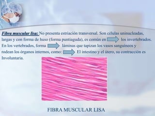 Fibra muscular lisa: No presenta estriación transversal. Son células uninucleadas,largas y con forma de huso (forma puntiaguda), es común en              los invertebrados.En los vertebrados, forma               láminas que tapizan los vasos sanguíneos yrodean los órganos internos, como:              El intestino y el útero, su contracción esInvoluntaria.FIBRA MUSCULAR LISA