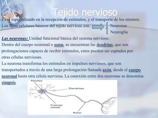 Tejido nerviosoEs el especializado en la recepción de estímulos, y el transporte de los mismos.Los tipos celulares básicos del tejido nervioso son:                  Neuronas                                                                                                   NeurogliaLas neuronas: Unidad funcional básica del sistema nervioso.Dentro del cuerpo neuronal o soma, se encuentran las dendritas, que sonprolongaciones capaces de recibir estímulos, estos pueden ser captados porotras células nerviosas.La neurona transforma los estímulos en impulsos nerviosos, que sontransportados a través de una larga prolongación llamada axón, desde el cuerponeuronal hasta otra célula nerviosa. La conexión entre dos neuronas se denominasinapsis.