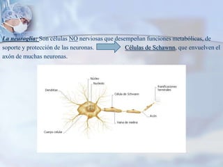 La neuroglia: Son células NO nerviosas que desempeñan funciones metabólicas, desoporte y protección de las neuronas.                    Células de Schawnn, que envuelven elaxón de muchas neuronas.