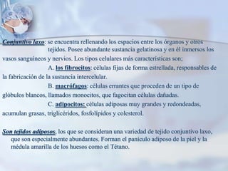 Conjuntivo laxo: se encuentra rellenando los espacios entre los órganos y otros 			tejidos. Posee abundante sustancia gelatinosa y en él inmersos losvasos sanguíneos y nervios. Los tipos celulares más características son;			A. los fibrocitos: células fijas de forma estrellada, responsables dela fabricación de la sustancia intercelular.			B. macrófagos: células errantes que proceden de un tipo deglóbulos blancos, llamados monocitos, que fagocitan células dañadas.			C. adipocitos: células adiposas muy grandes y redondeadas,acumulan grasas, triglicéridos, fosfolípidos y colesterol. Son tejidos adiposos, los que se consideran una variedad de tejido conjuntivo laxo, que son especialmente abundantes. Forman el panículo adiposo de la piel y la médula amarilla de los huesos como el Tétano.