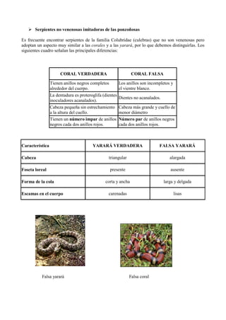  Serpientes no venenosas imitadoras de las ponzoñosas

Es frecuente encontrar serpientes de la familia Colubridae (culebras) que no son venenosas pero
adoptan un aspecto muy similar a las corales y a las yarará, por lo que debemos distinguirlas. Los
siguientes cuadro señalan las principales diferencias:




                      CORAL VERDADERA                          CORAL FALSA

                 Tienen anillos negros completos         Los anillos son incompletos y
                 alrededor del cuerpo.                   el vientre blanco.
                 La dentadura es proteroglifa (dientes
                                                         Dientes no acanalados.
                 inoculadores acanalados).
                 Cabeza pequeña sin estrechamiento       Cabeza más grande y cuello de
                 a la altura del cuello.                 menor diámetro
                 Tienen un número impar de anillos       Número par de anillos negros
                 negros cada dos anillos rojos.          cada dos anillos rojos.



Característica                          YARARÁ VERDADERA                      FALSA YARARÁ

Cabeza                                           triangular                          alargada

Foseta loreal                                     presente                           ausente

Forma de la cola                               corta y ancha                      larga y delgada

Escamas en el cuerpo                             carenadas                               lisas




           Falsa yarará                                       Falsa coral
 