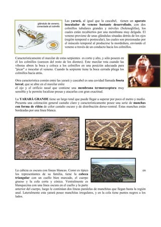 Las yarará, al igual que la cascabel, tienen un aparato
                 glándula de veneno,    inoculador de veneno bastante desarrollado, con dos
                conectada al colmillo
                                        colmillos tubulares grandes y móviles (Solenoglifas), los
                                        cuales están recubiertos por una membrana muy delgada. El
                                        veneno proviene de unas glándulas situadas detrás de los ojos
                                        (región temporal o postocular), las cuales son presionadas por
                                        el músculo temporal al producirse la mordedura, enviando el
                                        veneno a través de un conducto hacia los colmillos.


Característicamente el maxilar de estas serpientes es corto y alto, y sólo poseen en
él los colmillos (carecen del resto de los dientes). Este maxilar rota cuando las
víboras abren la boca y coloca a los colmillos en una posición adecuada para
"picar" e inocular el veneno. Cuando la serpiente tiene la boca cerrada pliega los
colmillos hacia atrás.

Otra característica común entre las yarará y cascabel es una cavidad llamada foseta
loreal, que se abre en el maxilar entre
el ojo y el orificio nasal que contiene una membrana termoreceptora muy
sensible y le permite localizar presas y atacarlas con gran exactitud.

La YARARÁ GRANDE tiene un largo total que puede llegar a superar por poco el metro y medio.
Presenta una coloración general castaño claro y característicamente posee una serie de manchas
con forma de riñón de color castaño oscuro y de distribución dorso-ventral. Éstas manchas están
bordeadas por una línea blanca.




La cabeza es oscura con líneas blancas. Como es típico                                            en
los representantes de su familia, tiene la cabeza
triangular con un cuello bien marcado, el cuerpo
grueso y la cola corta y cónica. Ventralmente es
blanquecina con una línea oscura en el cuello y la parte
anterior del cuerpo, luego le continúan dos líneas paralelas de manchitas que llegan hasta la región
anal. Lateralmente esta yarará posee manchitas irregulares, y en la cola tiene puntos negros a los
lados.
 