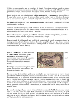 Si bien es menos agresiva que su congénere la Yarará Chica, ésta serpiente, cuando se siente
amenazada se mantienen enroscadas al acecho con la cabeza elevada y el cuello doblado en S, listas
para lanzar el ataque. Estos ataques son muy rápidos cuando el animal está muy excitado.

Es una serpiente que tiene principalmente hábitos noctámbulos y crepusculares, pero también se
la suele hallar durante las horas de luz, esto último sucede muchas veces en el invierno donde de
vez en cuando se asolean, pese a que en esta temporada permanece gran parte del tiempo aletargada.

Las presas detectadas con la foseta son de sangre caliente, por ello ratas, cuises y aves suelen ser
su alimentación predilecta.

Tiene una reproducción vivípara y puede parir hasta 18 crías de una sola vez. Desde pequeñas éstas
serpientes ya están capacitadas para inocular veneno y suelen concentrarse en los alrededores de los
cuerpos de agua para ingerir ranas, sapitos y lagartijas.

En el nordeste argentino, la yarará grande habita ambientes abiertos como pastizales, pastizales
con palmares, esteros, bañados, pajonales, y bordes de ríos y arroyos.

Esta preferencia de hábitats es la que posibilita la presencia de la especie en algunos sitios y la
restringe en otros, de esta forma se limita su dispersión geográfica. Un caso que viene a sostener
esta afirmación es que hasta el momento no se la ha registrado en el centro y norte de la provincia
de Misiones (donde domina la selva).



La YARARÁ CHICA no es tan abundante                                                            como
la yarará grande sin embargo es más
agresiva, por lo que a esta especie
corresponde el mayor número de accidentes                                                      en el
país, aunque en la región (Corrientes)
predominan los accidentes por yarará
grande..

Similar por su aspecto a su congénere yarará
grande, este ofidio es menos robusto, más
pequeño, de 50 a 110 cm.

Es una especie, de tonalidades grisáceas y los diseños que encontramos en su cuerpo tienen
generalmente forma de trapecios, con sus bases menores hacia el dorso. Cerca de las vértices de
las bases mayores de los mismos se encuentran dos manchas (una en cada vértice) del mismo color
que el trapecio, pardo oscuro, estas y los trapecios están bordeados de blanco. En los flancos del
cuerpo suelen haber una banda de color salmón clara, más o menos notable según los casos. El
vientre es blanco salpicado de pequeñas manchas oscuras que se agrupan en la base de cada placa.
En los ejemplares jóvenes de hasta 2 años de edad, el extremo de la cola es blanco amarillento o
amarillo limón,

Es, como la yarará grande, una especie vivípera. Cada hembra pare de 7 a 14 viboreznos que miden
entre 22 y 26 cm. y pesan unos 10gr. Desde el momento del nacimiento son muy activos y, al igual
que los adultos, de carácter muy nervioso, reaccionando ante posibles agresores de un modo
particular: se enrosca dejando la cabeza en el centro y, estando la parte superior del cuerpo retraída
en “S”, hacen vibrar la cola intensamente.
 