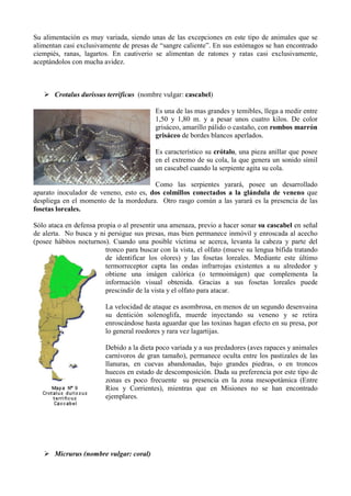 Su alimentación es muy variada, siendo unas de las excepciones en este tipo de animales que se
alimentan casi exclusivamente de presas de “sangre caliente”. En sus estómagos se han encontrado
ciempiés, ranas, lagartos. En cautiverio se alimentan de ratones y ratas casi exclusivamente,
aceptándolos con mucha avidez.



    Crotalus durissus terrificus (nombre vulgar: cascabel)

                                          Es una de las mas grandes y temibles, llega a medir entre
                                          1,50 y 1,80 m. y a pesar unos cuatro kilos. De color
                                          grisáceo, amarillo pálido o castaño, con rombos marrón
                                          grisáceo de bordes blancos aperlados.

                                          Es característico su crótalo, una pieza anillar que posee
                                          en el extremo de su cola, la que genera un sonido símil
                                          un cascabel cuando la serpiente agita su cola.

                                        Como las serpientes yarará, posee un desarrollado
aparato inoculador de veneno, esto es, dos colmillos conectados a la glándula de veneno que
despliega en el momento de la mordedura. Otro rasgo común a las yarará es la presencia de las
fosetas loreales.

Sólo ataca en defensa propia o al presentir una amenaza, previo a hacer sonar su cascabel en señal
de alerta. No busca y ni persigue sus presas, mas bien permanece inmóvil y enroscada al acecho
(posee hábitos nocturnos). Cuando una posible víctima se acerca, levanta la cabeza y parte del
                         tronco para buscar con la vista, el olfato (mueve su lengua bífida tratando
                         de identificar los olores) y las fosetas loreales. Mediante este último
                         termorreceptor capta las ondas infrarrojas existentes a su alrededor y
                         obtiene una imágen calórica (o termoimágen) que complementa la
                         información visual obtenida. Gracias a sus fosetas loreales puede
                         prescindir de la vista y el olfato para atacar.

                         La velocidad de ataque es asombrosa, en menos de un segundo desenvaina
                         su dentición solenoglifa, muerde inyectando su veneno y se retira
                         enroscándose hasta aguardar que las toxinas hagan efecto en su presa, por
                         lo general roedores y rara vez lagartijas.

                         Debido a la dieta poco variada y a sus predadores (aves rapaces y animales
                         carnívoros de gran tamaño), permanece oculta entre los pastizales de las
                         llanuras, en cuevas abandonadas, bajo grandes piedras, o en troncos
                         huecos en estado de descomposición. Dada su preferencia por este tipo de
                         zonas es poco frecuente su presencia en la zona mesopotámica (Entre
                         Ríos y Corrientes), mientras que en Misiones no se han encontrado
                         ejemplares.




    Micrurus (nombre vulgar: coral)
 