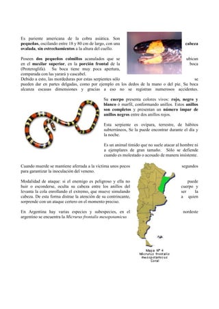 Es pariente americana de la cobra asiática. Son
pequeñas, oscilando entre 18 y 80 cm de largo, con una                                    cabeza
ovalada, sin estrechamientos a la altura del cuello.

Poseen dos pequeños colmillos acanalados que se                                     ubican
en el maxilar superior, en la porción frontal de la                                   boca
(Proteroglifa). Su boca tiene muy poca apertura,
comparada con las yarará y cascabel.
Debido a esto, las mordeduras por estas serpientes sólo                                 se
pueden dar en partes delgadas, como por ejemplo en los dedos de la mano o del pie. Su boca
alcanza escasas dimensiones y gracias a eso no se registran numerosos accidentes.

                                              Su cuerpo presenta colores vivos: rojo, negro y
                                              blanco ó marfil, conformando anillos. Estos anillos
                                              son completos y presentan un número impar de
                                              anillos negros entre dos anillos rojos.

                                              Esta serpiente es ovípara, terrestre, de hábitos
                                              subterráneos, Se la puede encontrar durante el día y
                                              la noche.

                                              Es un animal tímido que no suele atacar al hombre ni
                                              a ejemplares de gran tamaño. Sólo se defiende
                                              cuando es molestado o acosado de manera insistente.

Cuando muerde se mantiene aferrada a la víctima unos pocos                              segundos
para garantizar la inoculación del veneno.

Modalidad de ataque: si el enemigo es peligroso y ella no                                   puede
huir o esconderse, oculta su cabeza entre los anillos del                               cuerpo y
levanta la cola enrollando el extremo, que mueve simulando                              ser    la
cabeza. De esta forma distrae la atención de su contrincante,                           a quien
sorprende con un ataque certero en el momento preciso.

En Argentina hay varias especies y subespecies, en el                                    nordeste
argentino se encuentra la Micrurus frontalis mesopotamicus
 