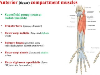5 anterior forearm.ppt