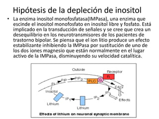 Hipótesis de la depleción de inositol
• La enzima inositol monofosfatasa(IMPasa), una enzima que
escinde el inositol monofosfato en inositol libre y fosfato. Está
implicado en la transducción de señales y se cree que crea un
desequilibrio en los neurotransmisores de los pacientes de
trastorno bipolar. Se piensa que el ion litio produce un efecto
estabilizante inhibiendo la IMPasa por sustitución de uno de
los dos iones magnesio que están normalmente en el lugar
activo de la IMPasa, disminuyendo su velocidad catalítica.
 