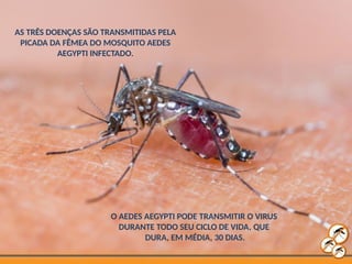 O AEDES AEGYPTI PODE TRANSMITIR O VIRUS
DURANTE TODO SEU CICLO DE VIDA, QUE
DURA, EM MÉDIA, 30 DIAS.
AS TRÊS DOENÇAS SÃO TRANSMITIDAS PELA
PICADA DA FÊMEA DO MOSQUITO AEDES
AEGYPTI INFECTADO.
 